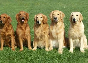 Cách chăm sóc và tập luyện cho chó Golden