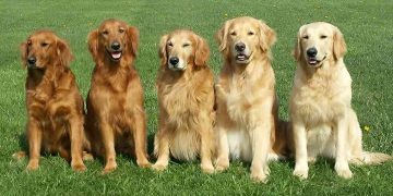 Cách chăm sóc và tập luyện cho chó Golden