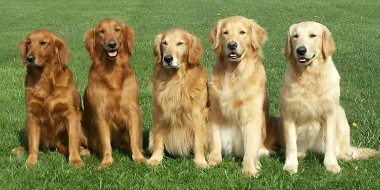 Cách chăm sóc và tập luyện cho chó Golden