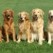 Cách chăm sóc và tập luyện cho chó Golden