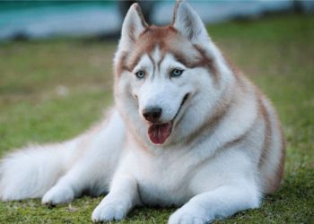 Cách chọn mua chó Husky ngáo phù hợp
