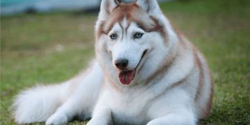Cách chọn mua chó Husky ngáo phù hợp