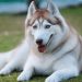 Cách chọn mua chó Husky ngáo phù hợp