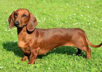 Cách chọn một chú chó lạp xưởng phù hợp