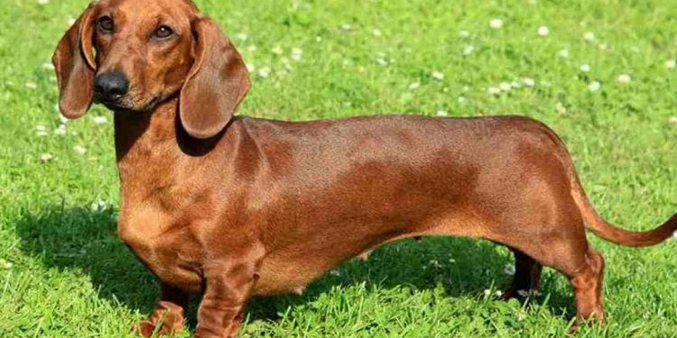 Cách chọn một chú chó lạp xưởng phù hợp