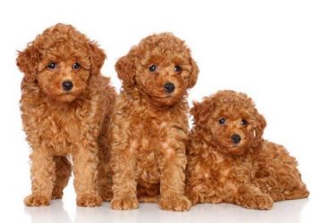 Giống chó lông xù là gì?