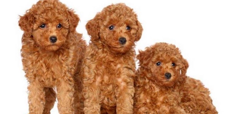 Giống chó lông xù là gì?