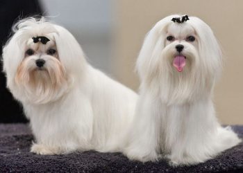 Cách chọn mua và nuôi chó Maltese