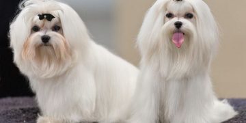 Cách chọn mua và nuôi chó Maltese