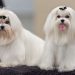 Cách chọn mua và nuôi chó Maltese