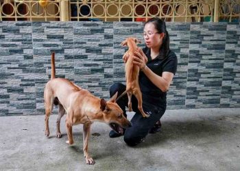 Cách nuôi chó hiệu quả