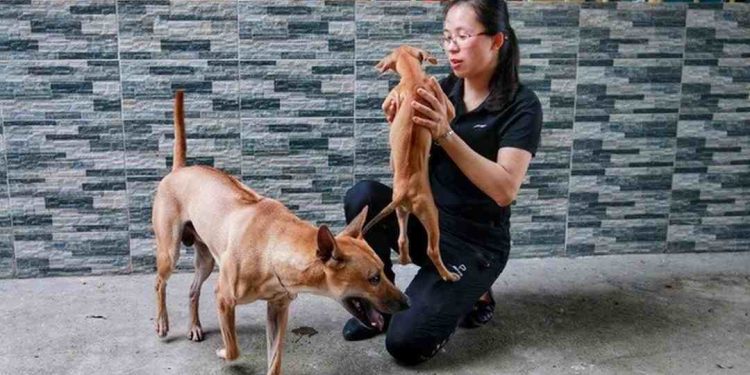 Cách nuôi chó hiệu quả