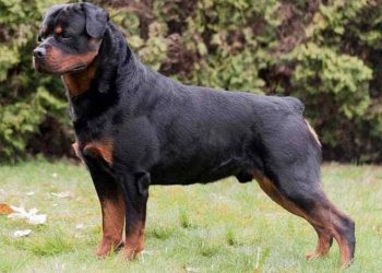 Cách chăm sóc và giám sát chó Rottweiler