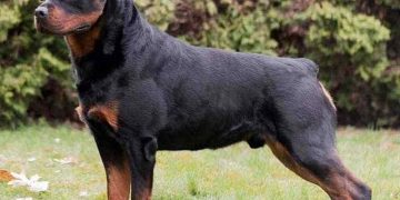 Cách chăm sóc và giám sát chó Rottweiler