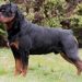 Cách chăm sóc và giám sát chó Rottweiler