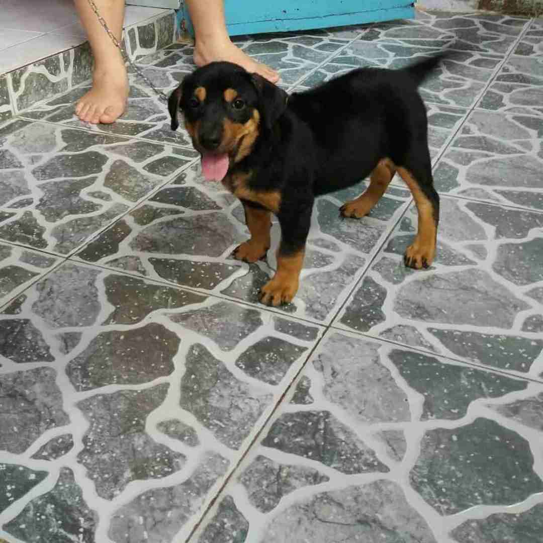 Cách chọn mua chó Rottweiler lai