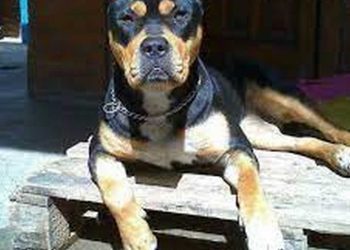 Cách tạo môi trường cho Rottweiler lai
