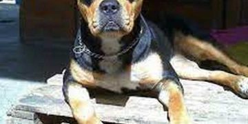 Cách tạo môi trường cho Rottweiler lai