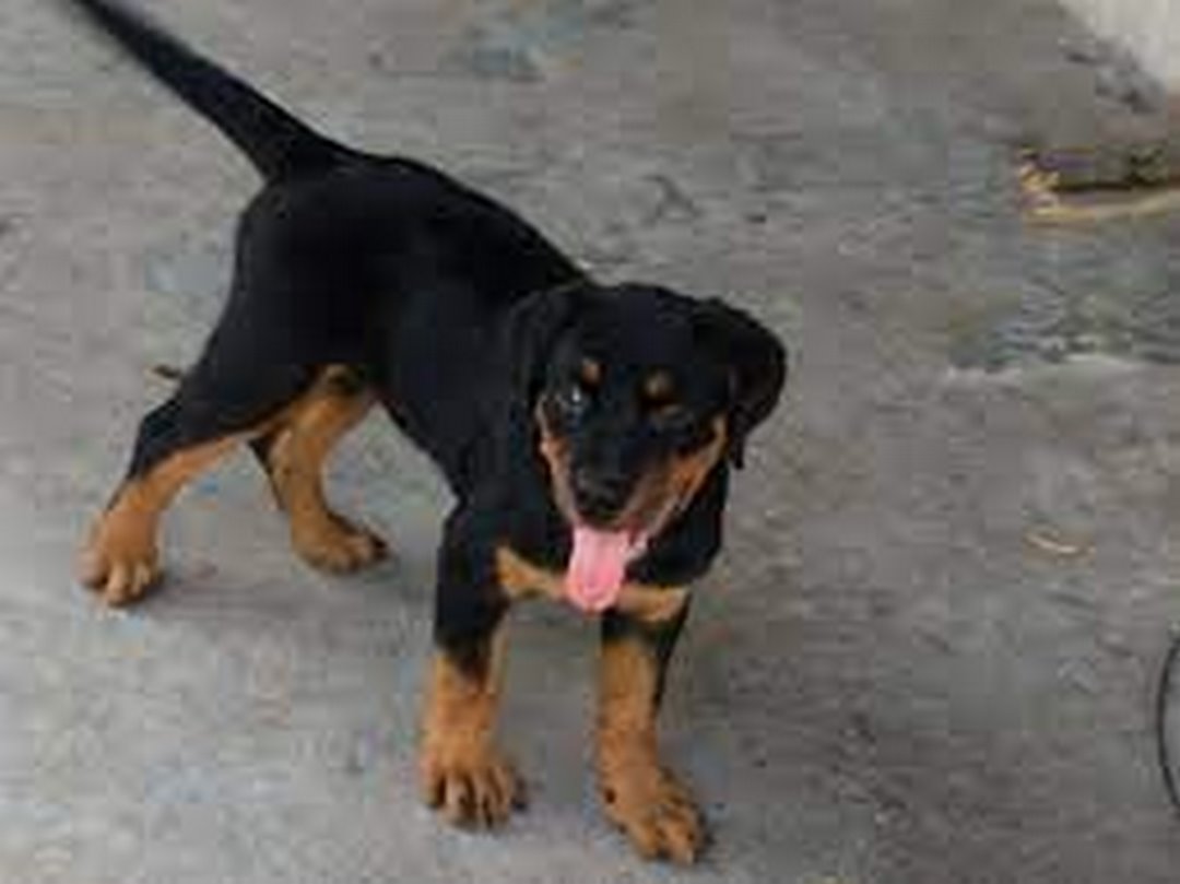 Cách chăm sóc sức khỏe của chó Rottweiler lai