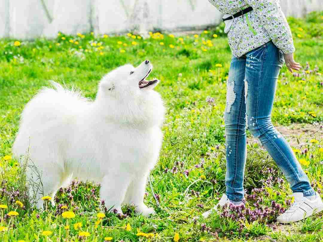 Cách chọn một con Samoyed phù hợp với bạn