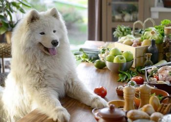 Cách nuôi chó Samoyed