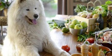 Cách nuôi chó Samoyed