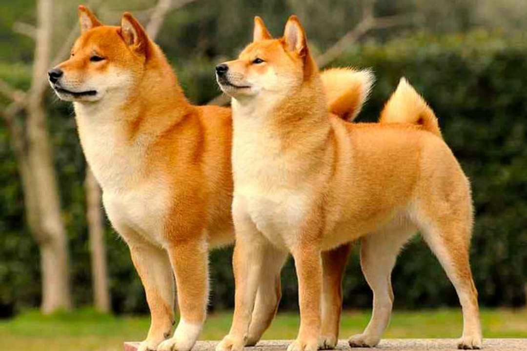 Cách chọn mua chó Shiba đúng cách