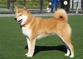 Cách giữ cho chó Shiba khỏe mạnh