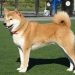 Cách giữ cho chó Shiba khỏe mạnh