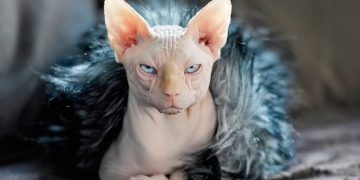 Cách chọn mèo Ai Cập phù hợp với gia đình bạn