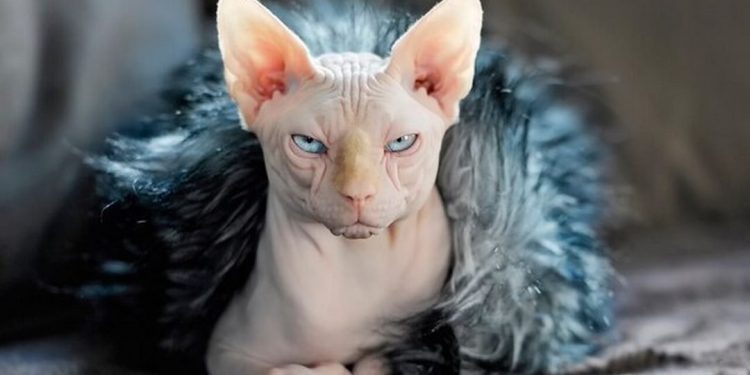 Cách chọn mèo Ai Cập phù hợp với gia đình bạn