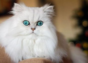 Cách nuôi mèo Anh Lông Dài hiệu quả