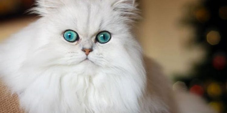 Cách nuôi mèo Anh Lông Dài hiệu quả