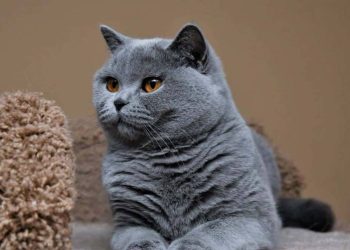 Cách nuôi mèo Anh Lông Ngắn đúng cách