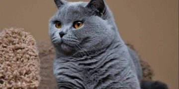 Cách nuôi mèo Anh Lông Ngắn đúng cách