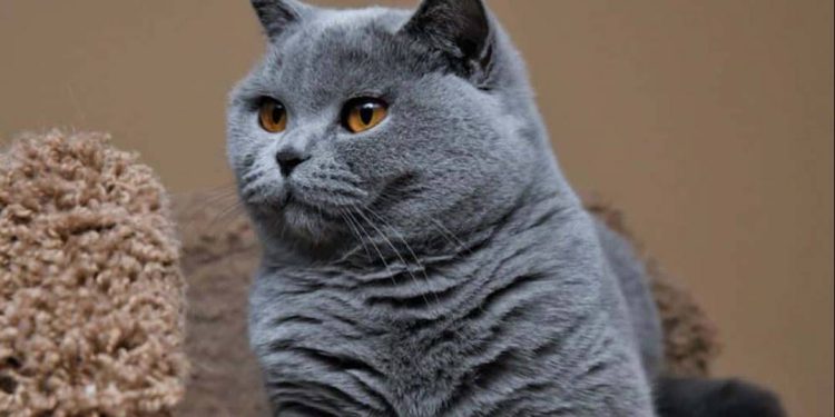 Cách nuôi mèo Anh Lông Ngắn đúng cách