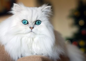 Cách chọn mèo ba tư phù hợp với bạn