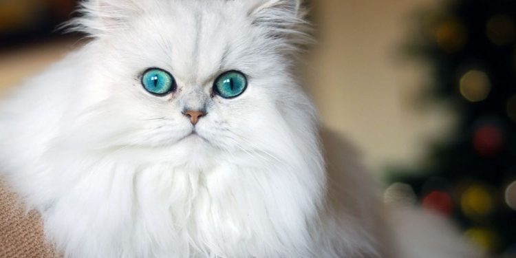 Cách chọn mèo ba tư phù hợp với bạn