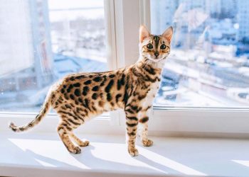 Cách chọn mèo Bengal phù hợp với bạn
