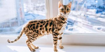Cách chọn mèo Bengal phù hợp với bạn