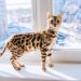 Cách chọn mèo Bengal phù hợp với bạn