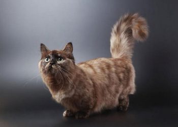 Cách chọn mèo Munchkin phù hợp