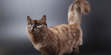 Cách chọn mèo Munchkin phù hợp