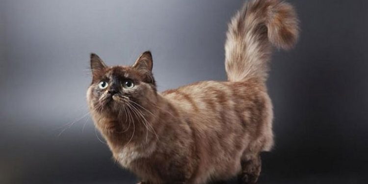 Cách chọn mèo Munchkin phù hợp