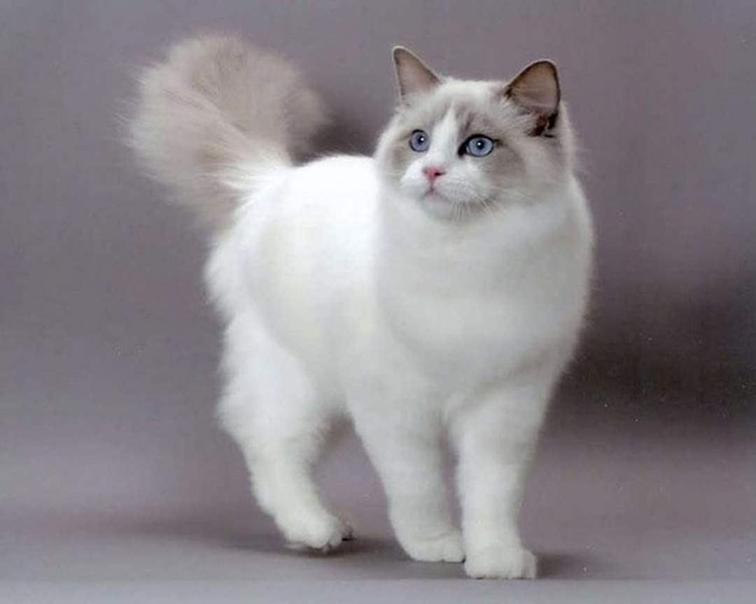 Cách chọn mèo Ragdoll phù hợp