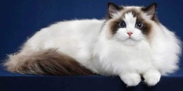 Cách giảm thiểu các vấn đề về sức khỏe của mèo Ragdoll