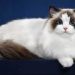 Cách giảm thiểu các vấn đề về sức khỏe của mèo Ragdoll