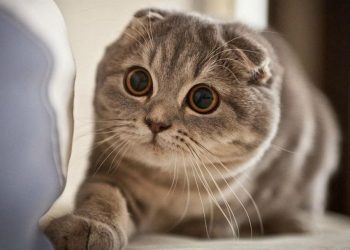 Cách nuôi mèo tai cụp hiệu quả và an toàn