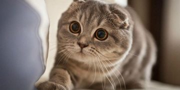 Cách nuôi mèo tai cụp hiệu quả và an toàn