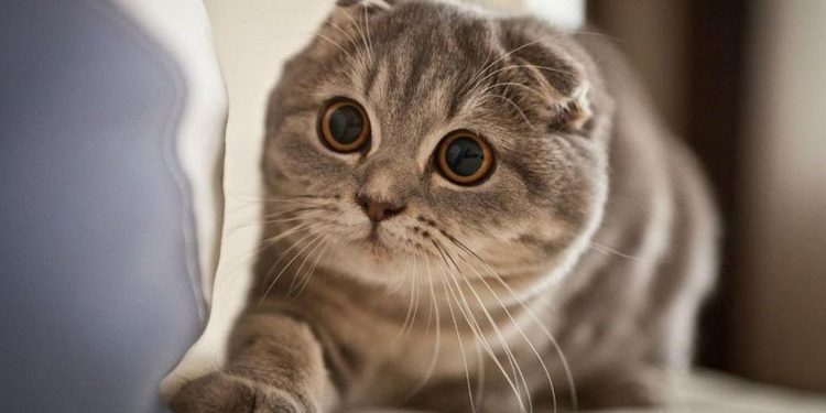 Cách nuôi mèo tai cụp hiệu quả và an toàn